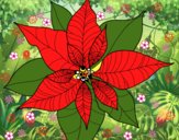 Flor de poinsetia