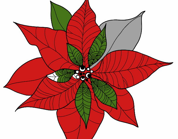 Flor de poinsetia