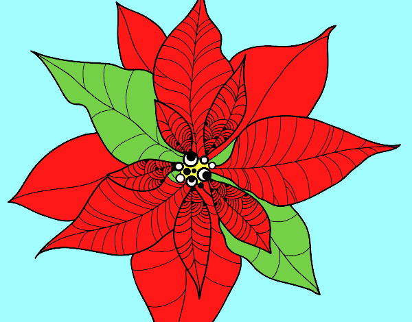 Flor de poinsetia