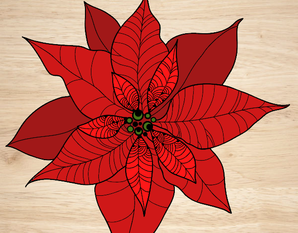 Flor de poinsetia