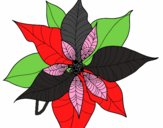 Flor de poinsetia