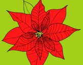 Flor de poinsetia