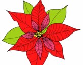 Flor de poinsetia