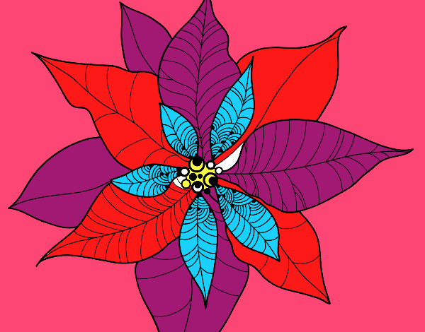 Flor de poinsetia