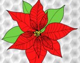 Flor de poinsetia