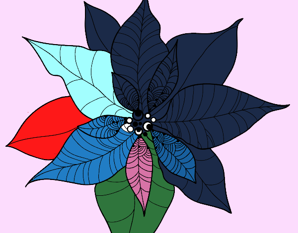 Flor de poinsetia