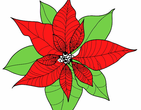 Flor de poinsetia