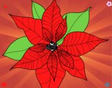 Flor de poinsetia