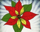 Flor de poinsetia