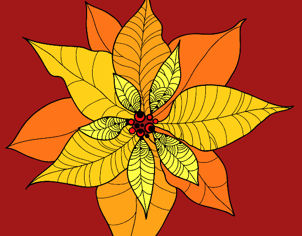 Flor de poinsetia