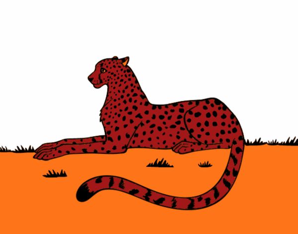 leopardo