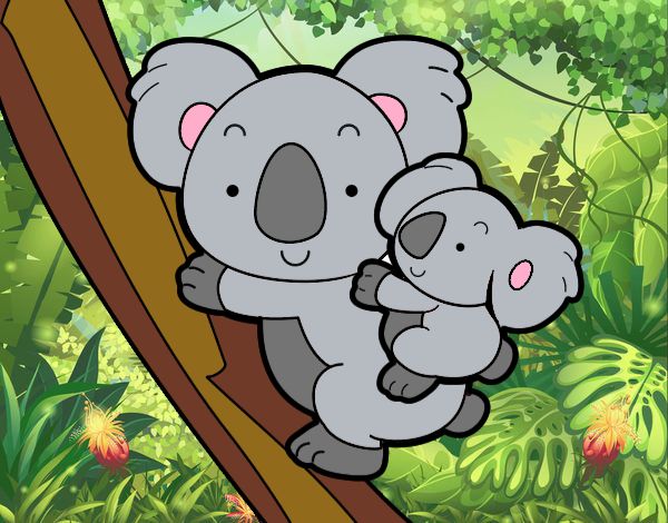 Madre koala