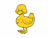 Patito de granja