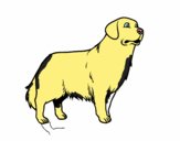 Dibujo Perro Golden retriever pintado por andres1241