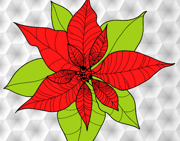 Flor de poinsetia