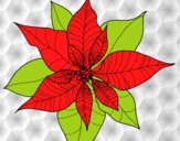 Flor de poinsetia