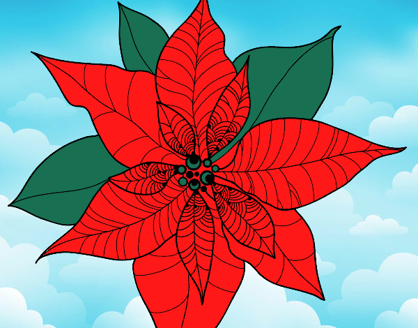 Flor de poinsetia