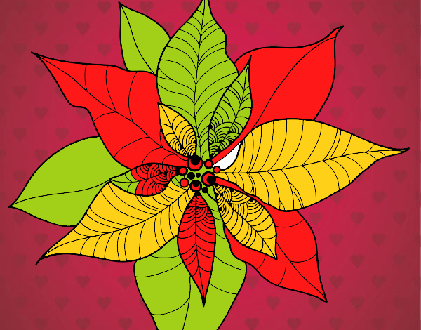 Flor de poinsetia