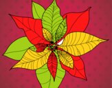 Dibujo Flor de poinsetia pintado por julilucky4