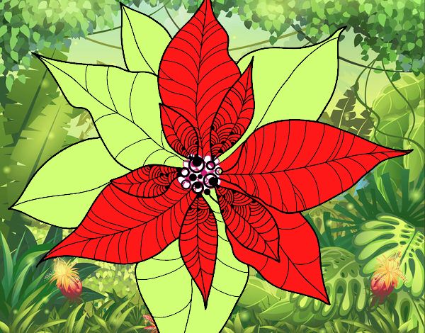 Flor de poinsetia