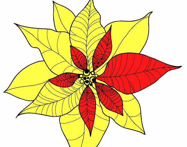 Flor de poinsetia