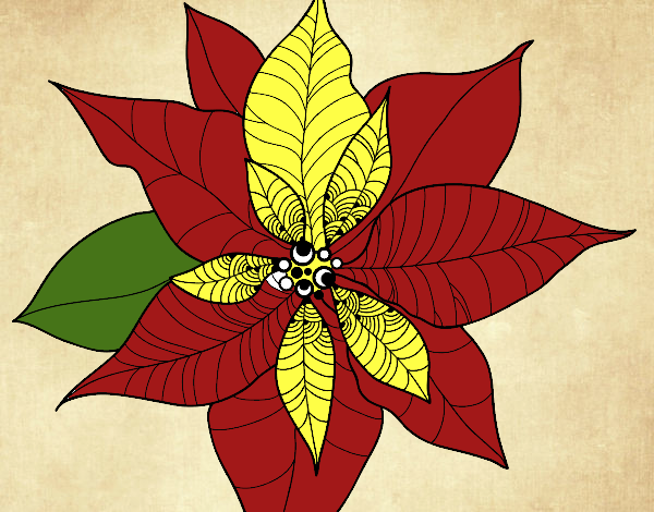 Flor de poinsetia