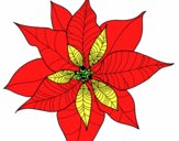 Flor de poinsetia