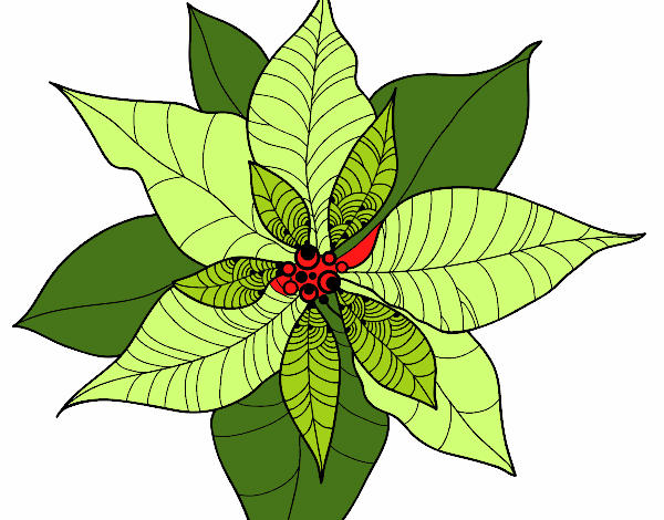 Flor de poinsetia