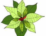 Flor de poinsetia