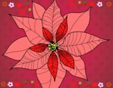 Flor de poinsetia