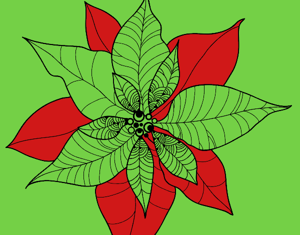 Flor de poinsetia