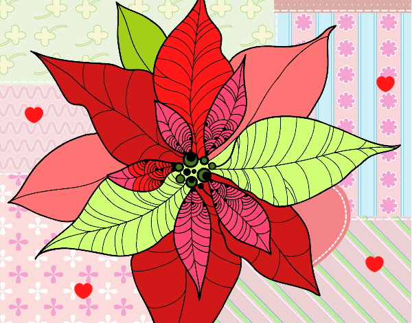 Flor de poinsetia