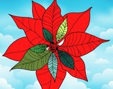 Flor de poinsetia