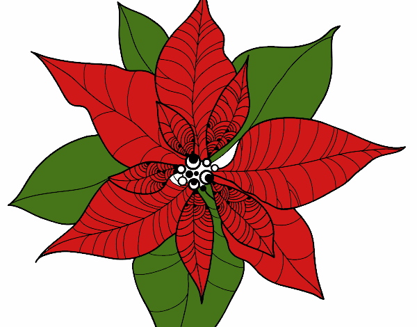 Flor de poinsetia