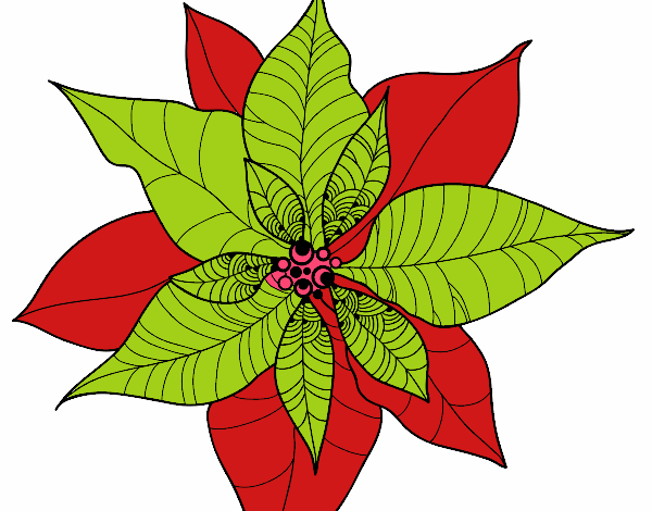 Flor de poinsetia