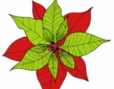 Flor de poinsetia