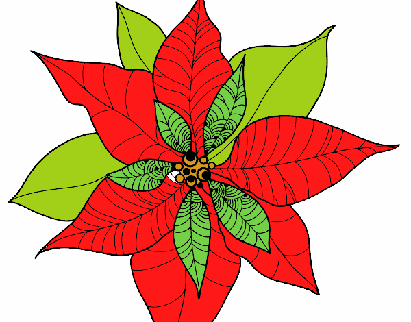 Flor de poinsetia