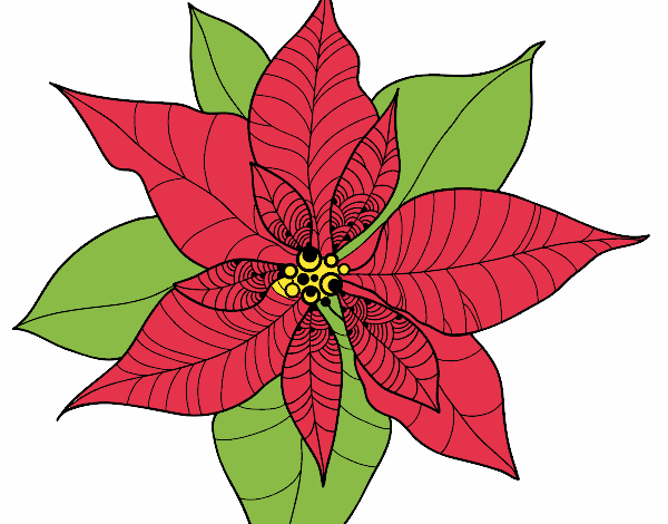 Flor de poinsetia