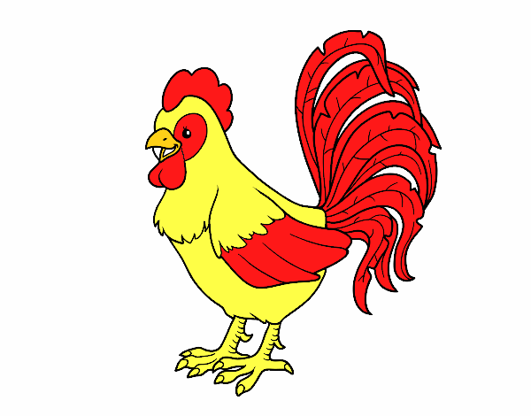 Gallo de una granja