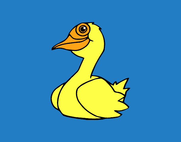 Un pato