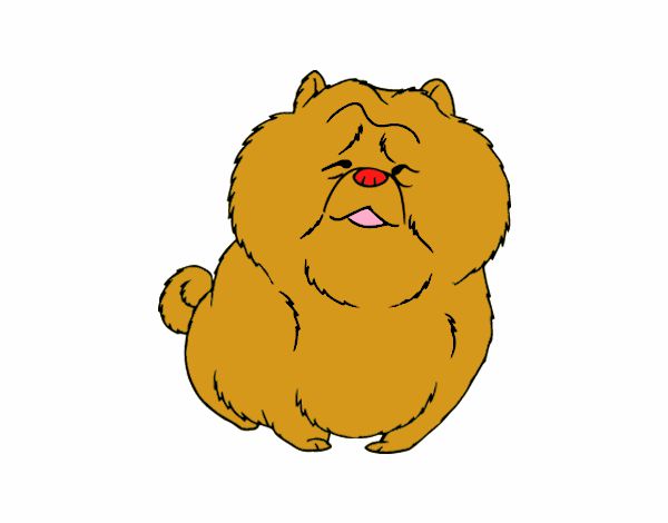 Chow Chow