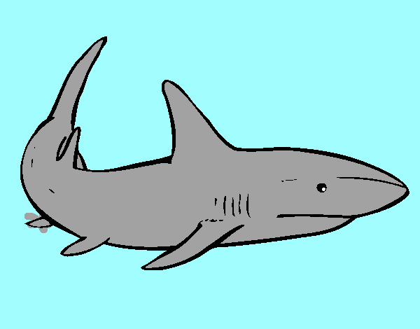 tiburon en el mar