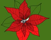 Flor de poinsetia