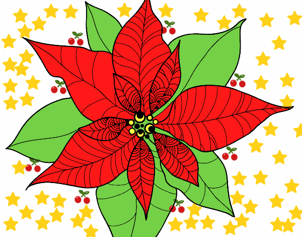 Flor de poinsetia