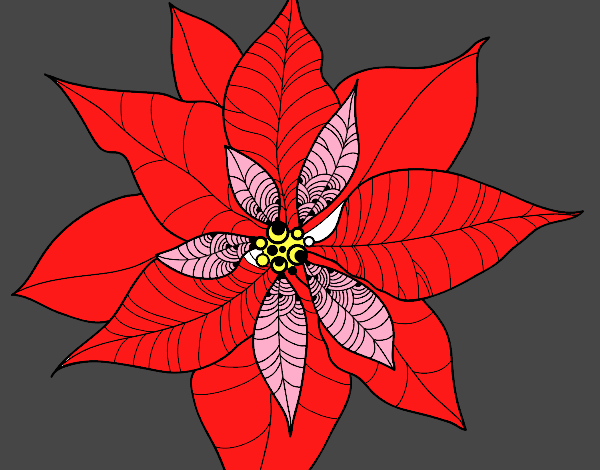 Flor de poinsetia