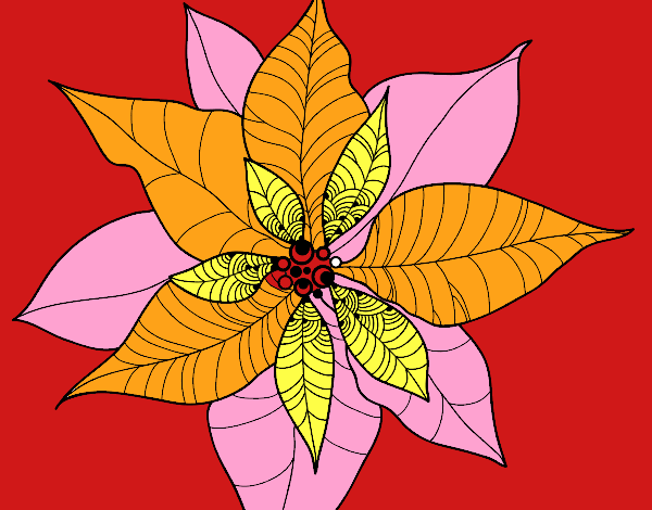 Flor de poinsetia