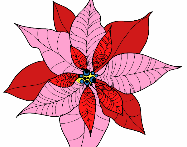 Flor de poinsetia