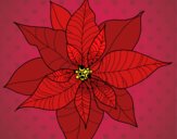 Flor de poinsetia