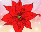 Flor de poinsetia