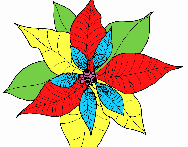 Flor de poinsetia